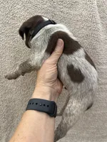 Butch, a male German Shorthaired Pointer for sale in Greenville, SC – 2 of 3