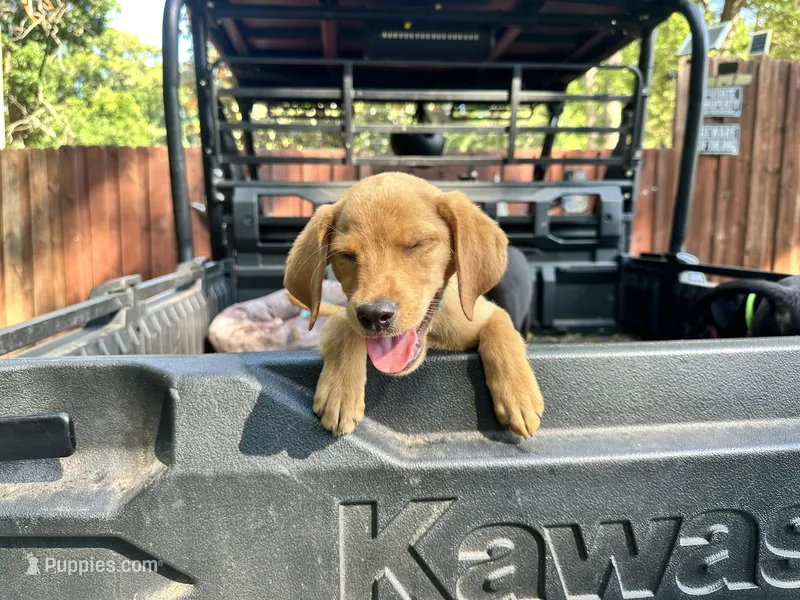 Rockie – Labrador Retriever puppy for sale in Greenville, SC