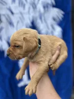 Rockie, a male Labrador Retriever for sale in Greenville, SC – 3 of 3