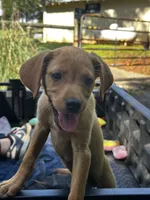 Dover, a male Labrador Retriever for sale in Greenville, SC – 2 of 8