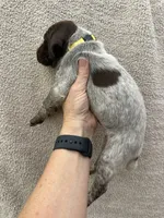 Gracie, a female German Shorthaired Pointer for sale in Greenville, SC – 2 of 3