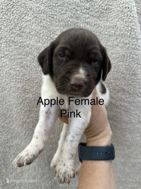 Pearl – German Shorthaired Pointer puppy for sale in Greenville, SC