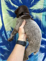 Rockie, a male German Shorthaired Pointer for sale in Greenville, SC – 2 of 5