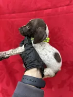 Brody, a male German Shorthaired Pointer for sale in Greenville, SC – Photo 3 of 3