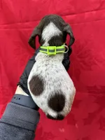 Brody, a male German Shorthaired Pointer for sale in Greenville, SC – Photo 2 of 3