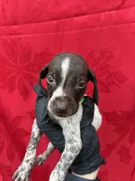 Brody, a male German Shorthaired Pointer for sale in Greenville, SC – Photo 1 of 3