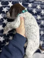 Shady, a male German Shorthaired Pointer for sale in Greenville, SC – Photo 2 of 3