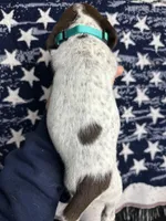 Shady, a male German Shorthaired Pointer for sale in Greenville, SC – Photo 3 of 3