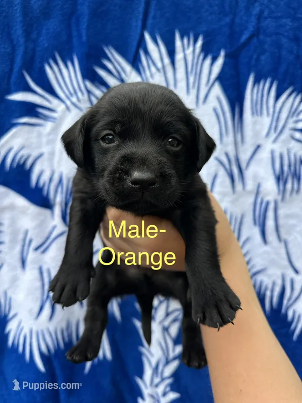 Cruz – Labrador Retriever puppy for sale in Greenville, SC