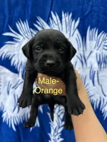 Cruz, a male Labrador Retriever for sale in Greenville, SC – 1 of 2