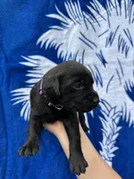 Dora , a female Labrador Retriever for sale in Greenville, SC – 3 of 3