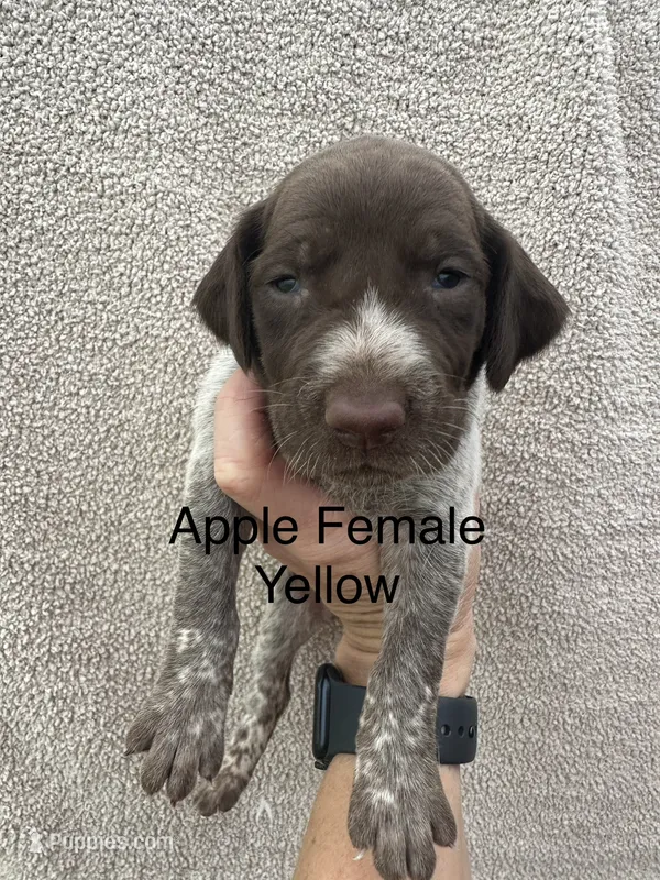 Gracie – German Shorthaired Pointer puppy for sale in Greenville, SC