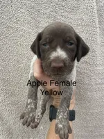 Gracie, a female German Shorthaired Pointer for sale in Greenville, SC – 1 of 3