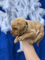 Rockie, a male Labrador Retriever for sale in Greenville, SC – 2 of 3