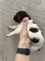 Pearl, a female German Shorthaired Pointer for sale in Greenville, SC – 2 of 3