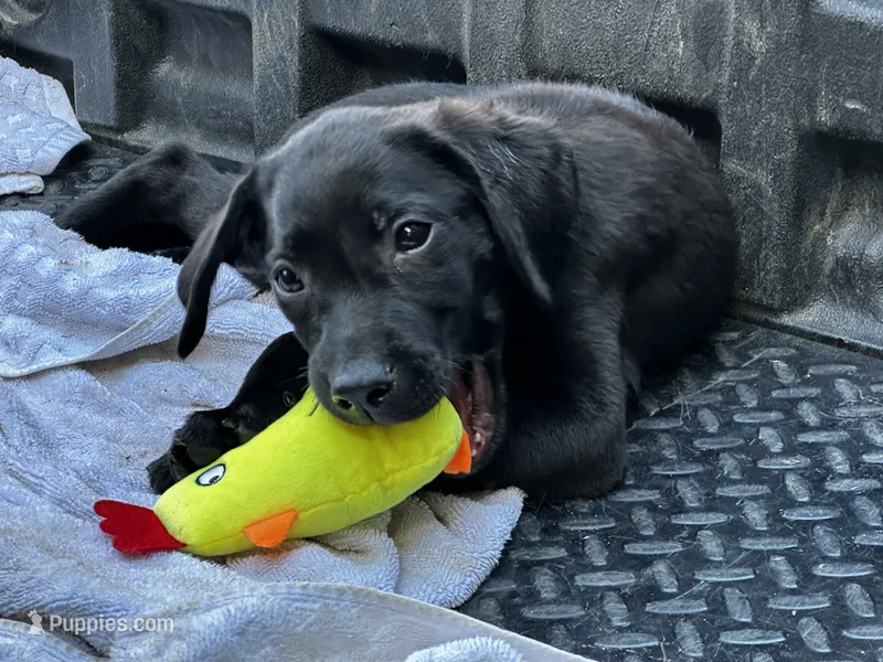 Cruz – Labrador Retriever puppy for sale in Greenville, SC