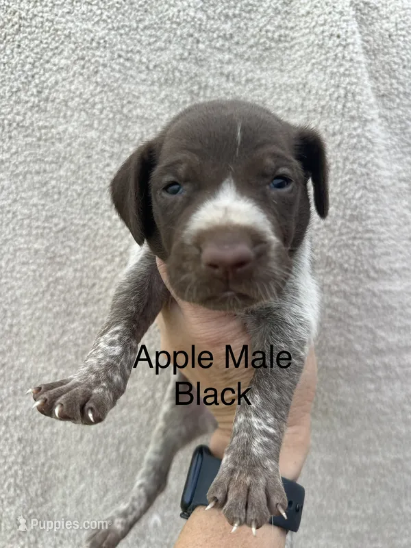 Butch – German Shorthaired Pointer puppy for sale in Greenville, SC
