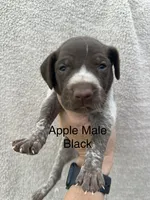 Butch, a male German Shorthaired Pointer for sale in Greenville, SC – 1 of 3