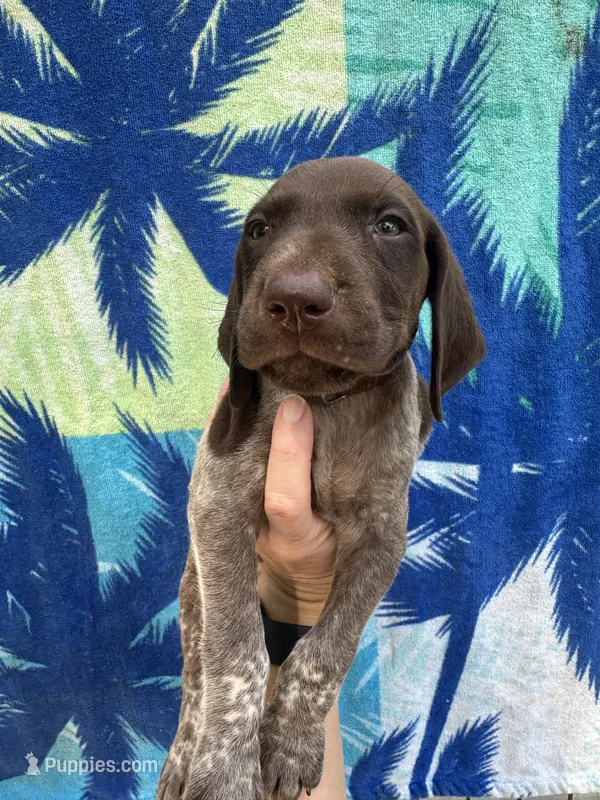 Rockie – German Shorthaired Pointer puppy for sale in Greenville, SC