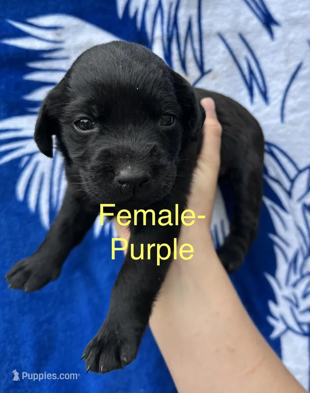 Dora  – Labrador Retriever puppy for sale in Greenville, SC