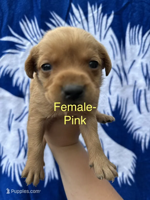 Lucy – Labrador Retriever puppy for sale in Greenville, SC