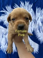 Lucy, a female Labrador Retriever for sale in Greenville, SC – 1 of 2