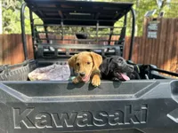 Blue, a male Labrador Retriever for sale in Greenville, SC – 2 of 4