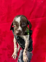 Ammo, a male German Shorthaired Pointer for sale in Greenville, SC – Photo 1 of 3