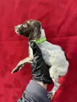 Ammo, a male German Shorthaired Pointer for sale in Greenville, SC – Photo 2 of 3