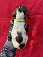 Ammo, a male German Shorthaired Pointer for sale in Greenville, SC – Photo 3 of 3