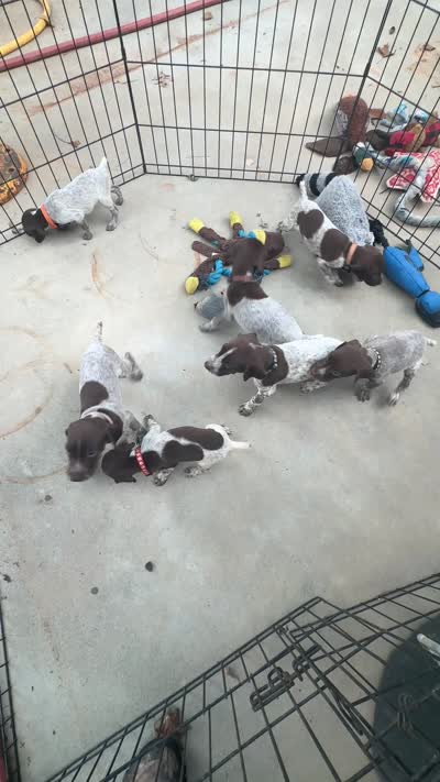Rockie, a male German Shorthaired Pointer for sale in Greenville, SC – 4 of 5