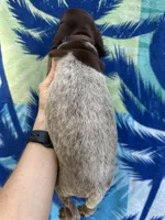 Rockie, a male German Shorthaired Pointer for sale in Greenville, SC – 3 of 5