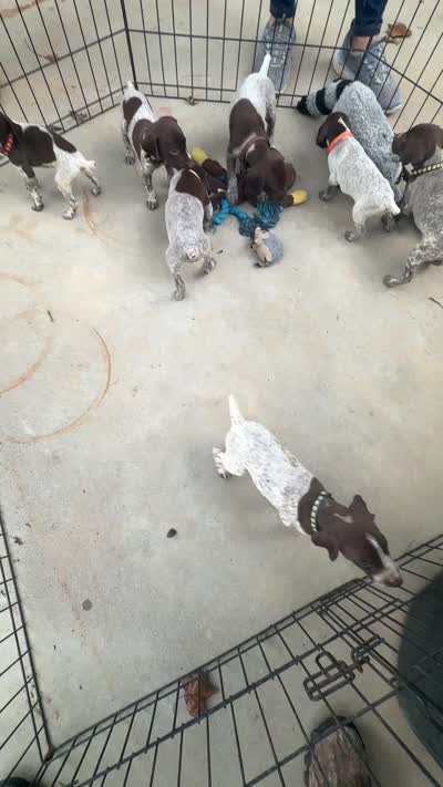 Rockie, a male German Shorthaired Pointer for sale in Greenville, SC – 5 of 5