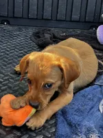 Dover, a male Labrador Retriever for sale in Greenville, SC – 6 of 8