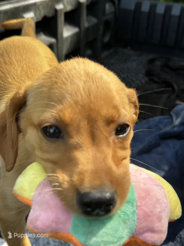 Dover – Labrador Retriever puppy for sale in Greenville, SC
