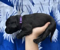 Dora , a female Labrador Retriever for sale in Greenville, SC – 2 of 3