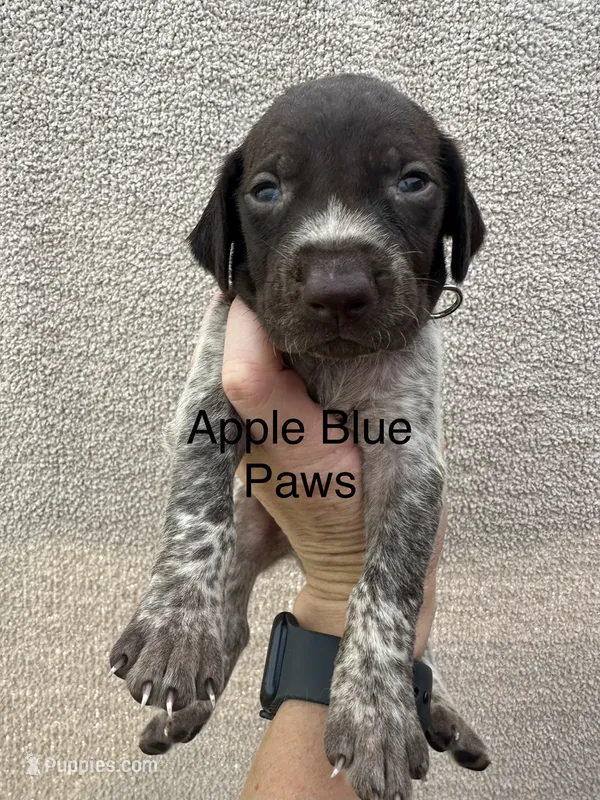 Butch – German Shorthaired Pointer puppy for sale in Greenville, SC