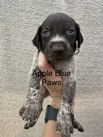 Butch, a male German Shorthaired Pointer for sale in Greenville, SC – 1 of 1