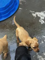 Dover, a male Labrador Retriever for sale in Greenville, SC – 8 of 8