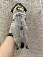 Gracie, a female German Shorthaired Pointer for sale in Greenville, SC – 3 of 3
