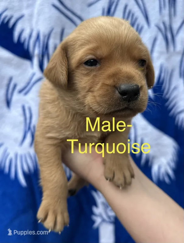 Rockie – Labrador Retriever puppy for sale in Greenville, SC