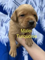 Rockie, a male Labrador Retriever for sale in Greenville, SC – 1 of 3