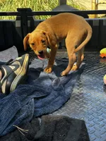 Dover, a male Labrador Retriever for sale in Greenville, SC – 3 of 8