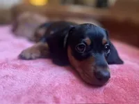 Axel, a male Miniature Dachshund for sale in Sanford, NC – Photo 4 of 8