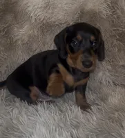 Axel, a male Miniature Dachshund for sale in Sanford, NC – Photo 7 of 8