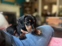 Axel, a male Miniature Dachshund for sale in Sanford, NC – Photo 3 of 8