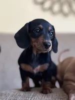 Axel, a male Miniature Dachshund for sale in Sanford, NC – Photo 1 of 8