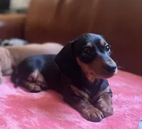 Axel, a male Miniature Dachshund for sale in Sanford, NC – Photo 5 of 8