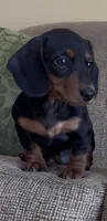 Axel, a male Miniature Dachshund for sale in Sanford, NC – Photo 6 of 8