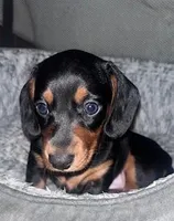 Axel, a male Miniature Dachshund for sale in Sanford, NC – Photo 8 of 8